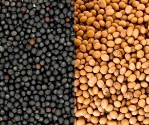 В Украине, механизм экспорта сои и рапса, производимого продюсерами, продюсировал продюсеры.