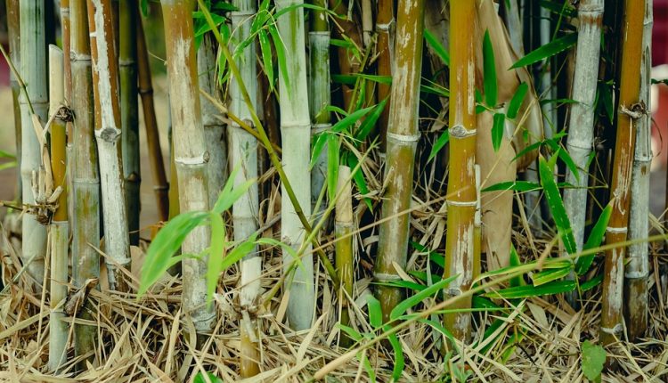 Ученые создали биопластик, который полностью разлагается за 50 дней