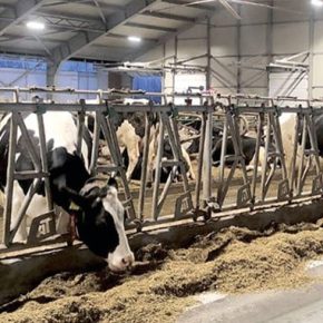 Производство сырого молока – одно из самых выгодных направлений инвестиций
