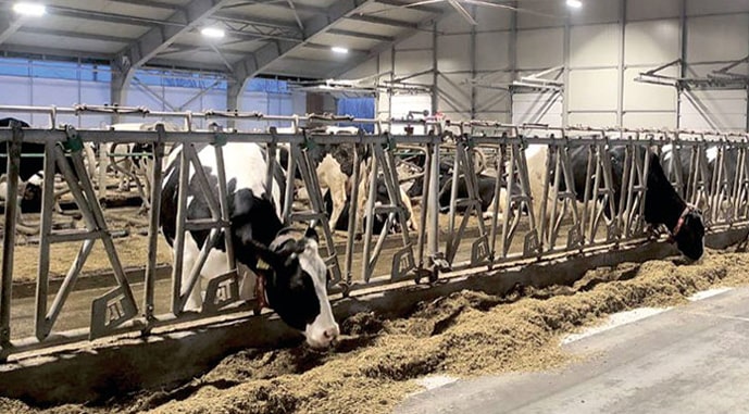 Производство сырого молока — одно из самых выгодных направлений инвестиций