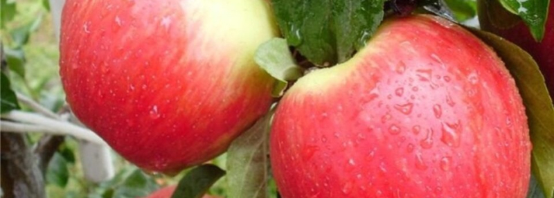 Производители яблок вернулись к нормальным сезонным ценам