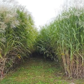 Выращивание мискантуса в качестве защитной полосы для других культур.