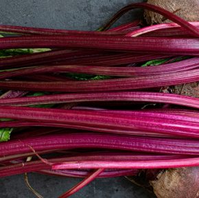 Успейте к морозам: «король» свеклы, гарантирующий сладкий урожай даже в засуху