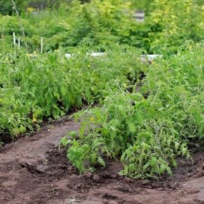 Оставляю эти овощи зимовать в саду — и урожай получаю на три недели раньше.