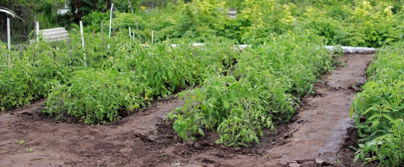 Оставляю эти овощи зимовать на грядках - и получаю урожай на три недели раньше