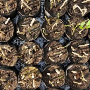 Преграда за копейки? Октябрь – идеальное время для посадки