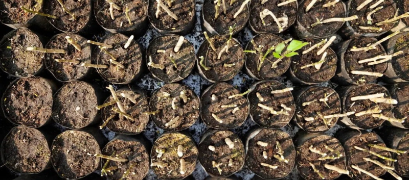 Изгородь за копейками? Октябрь - идеальное время для посадки