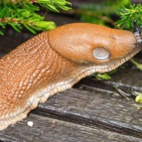 1 слизень съедает в 3 раза больше своего веса - теперь мне их не жалко: рассказываю, как я от него избавилась за неделю