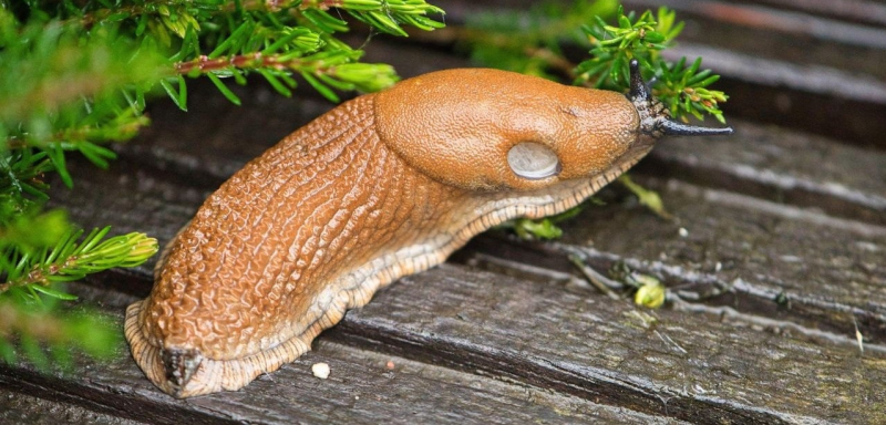 1 слизень съедает В 3 раза больше собственного веса – теперь мне их не жалко: рассказываю, как я от них избавилась за неделю