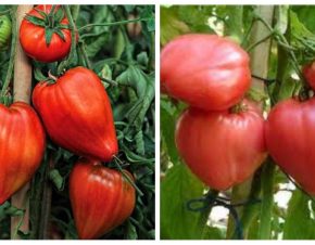 4 сорта томатов, которые стоит посадить хотя бы раз в жизни