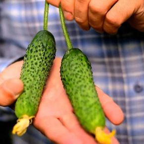 Агрономы назвали самые плодородные сорта огурцов, которые стабильно дают высокие урожаи