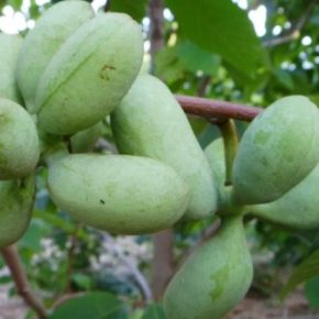 Азимина: Новый суперфуд в Украине! Чем впечатляет экзотический фрукт, богатый антиоксидантами