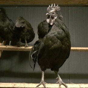 Черное мясо и шелковистое оперение: 14-летний Василий разводит уникальных кур на Тернопольщине