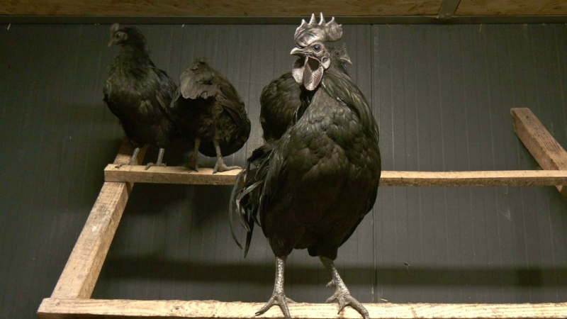 Черное мясо и шелковистые перья: 14-летний Василий разводит уникальных кур на Тернопольщине