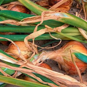 Лук по 4 гривны: аграрии хватаются за голову