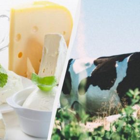 Некоторые популярные сыры могут навсегда исчезнуть с полок магазинов