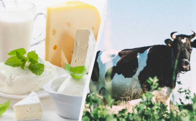 Некоторые популярные сыры могут исчезнуть с полок магазинов навсегда