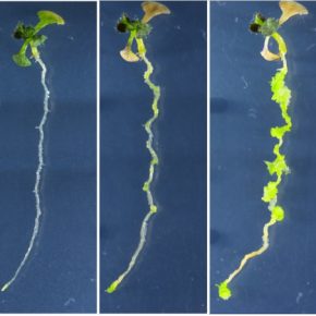 Исследователи научили растения восстанавливаться без гормонов