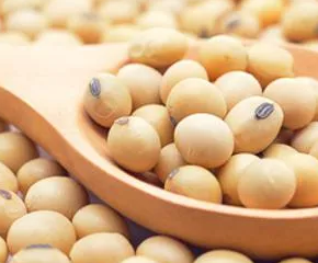 Экспорт украинской сои растет вместе с ценой