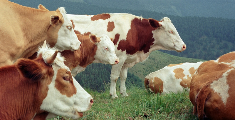 ФАО опубликовала шокирующие данные об использовании антибиотиков в украинских фермах