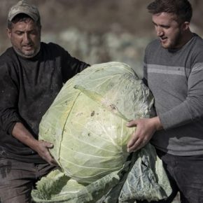 Фермеры из Турции вырастили гигантскую капусту весом более 50 кг