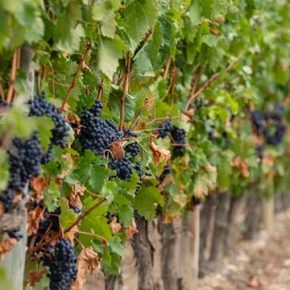 Французские виноделы массово выкорчевывают виноград