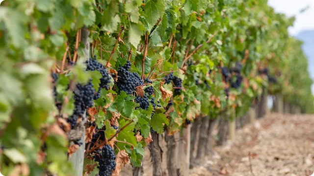 Французские виноделы массово выкорчевывают виноград