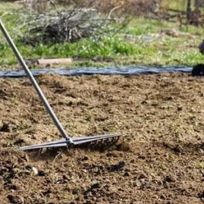 Основная обработка сада: 4 этапа, как обеззаразить почву осенью