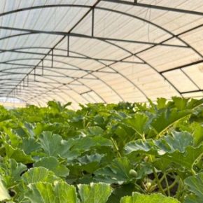 Садовод рассказал, почему теплица – будущее украинских аграриев