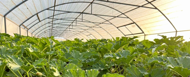 Садовник рассказал, почему теплица — будущее украинских аграриев