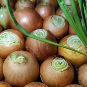 Огородники назвали «варварским» способ выращивания лука в ноябре
