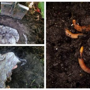 Садоводы рассказали интересный метод определения плодородия почвы без лаборатории