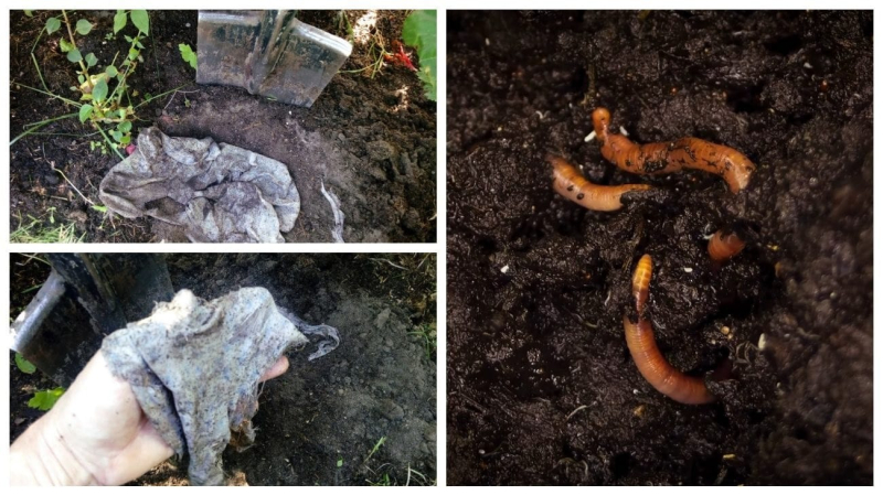 Садовники рассказали интересный способ определения плодородия почвы без лаборатории