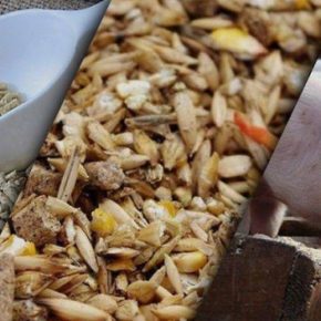 Канада вводит более строгие требования к кормовым ингредиентам растительного происхождения из Тайваня из-за риска АЧС.