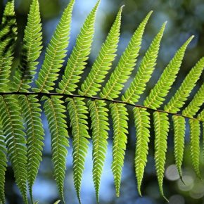 Китайские ученые нашли папоротник, производящий редкоземельные элементы