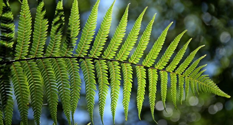 Китайские ученые нашли папоротник, производящий редкоземельные элементы