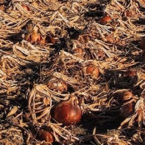 «Лучше пахать, чем даром отдавать»: украинские аграрии пашут лук