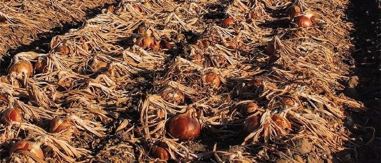 «Лучше пахать, чем даром отдавать»: Украинские фермеры пашут лук