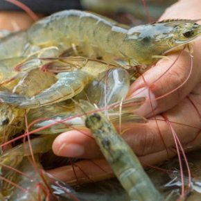 Креветочный бизнес в Украине имеет уникальные шансы на развитие