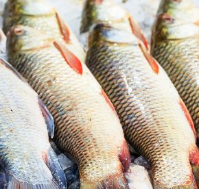 Замороженная рыба подорожала на 18,4%