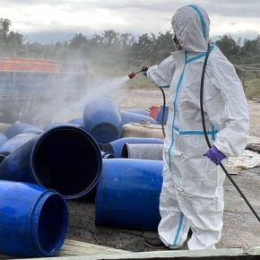 На Тайване разоблачили ферму, на которой кормили свиней пищевыми отходами