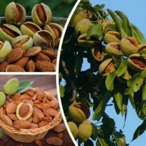 Один гектар миндального сада поглощает 44,5 тонны CO₂ в год.