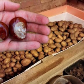 Осенний лайфхак: как 5-7 каштанов продлят срок хранения картофеля