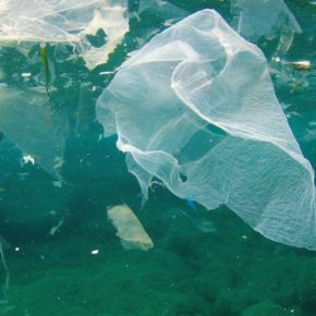 Экологический прорыв: новая гибридная морская трава спасает морские экосистемы