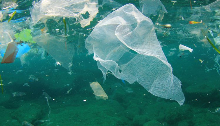 Прорыв в экологии: новые гибридные водоросли спасают морские экосистемы