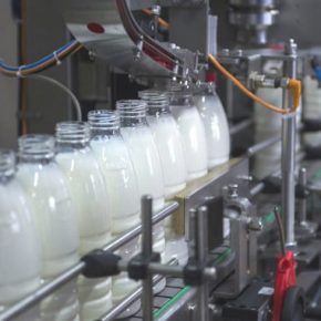 «Океанское» молоко! Глобальное перенасыщение привело к падению цен на молоко