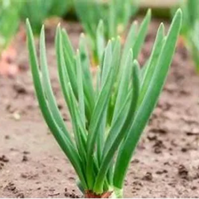 Сажать зеленый лук в ноябре? Узнайте, когда и как это сделать, чтобы он хорошо пережил зиму. Сажать зеленый лук в ноябре? Узнайте, когда и как это сделать, чтобы он хорошо пережил зиму.