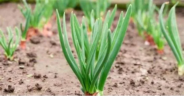 Сажать зеленый лук в ноябре? Узнать когда и как это сделать, чтобы оно хорошо перезимовало». /></p>
<p><strong>Посадка зеленого лука в ноябре ставит перед многими огородниками дилемму – стоит ли сажать его сейчас или уже поздно? Все зависит от погоды, типа почвы и выбранного сорта. При благоприятных осенних условиях посадка может дать более ранний и здоровый урожай. Узнайте, когда и где сажать зеленый лук, чтобы он хорошо перезимовал и снова набрал полную силу весной.</strong></p>
<p><strong>Зеленый лук</strong>— более нежный родственник лука репчатого: мельче, нежнее на вкус и более морозостойкий. Сажать его осенью имеет смысл только в том случае, если почва не промерзла и погода не предсказывает резкого понижения температуры. Слишком ранняя посадка может привести к тому, что зеленый лук начнет расти, что ослабит луковицы перед зимой. Поэтому лучше дождаться, пока температура воздуха опустится примерно до 5-8°С, а почва останется слегка влажной.</p><!-- adman_adcode (middle, 1) --><script async src=