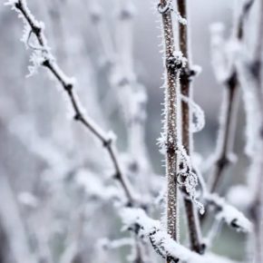 Садовод рассказал, как защитить виноград от мороза