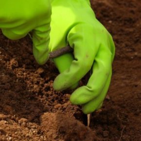 Садовод рассказал о недорогих средствах для мощного роста рассады